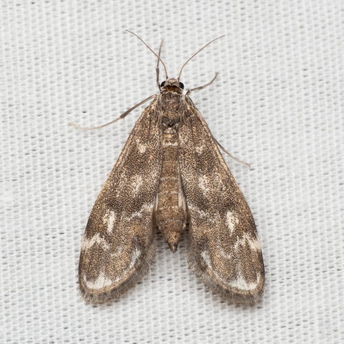 Hygraula nitens Butler, 1880