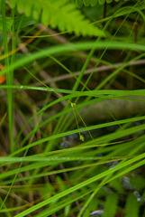 Carex trisperma