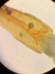 Andreaea nivalis