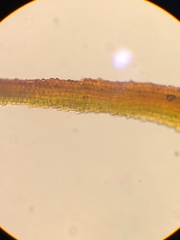 Andreaea nivalis
