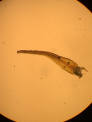 Andreaea nivalis