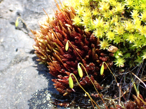 Image of Imbribryum miniatum by (c) Abby Hyde, some rights reserved (CC BY)