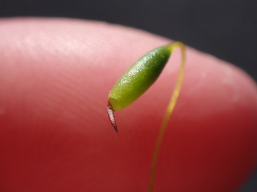 Image of Imbribryum miniatum by (c) Abby Hyde, some rights reserved (CC BY)