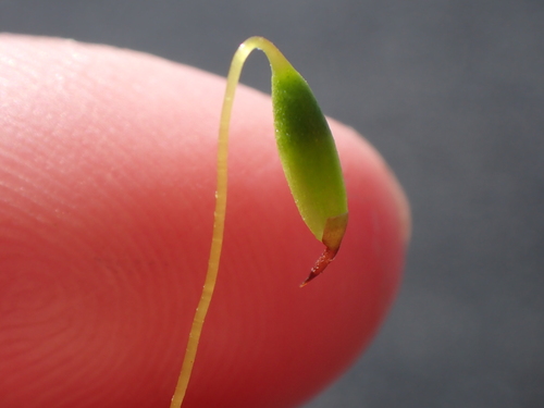 Image of Imbribryum miniatum by (c) Abby Hyde, some rights reserved (CC BY)