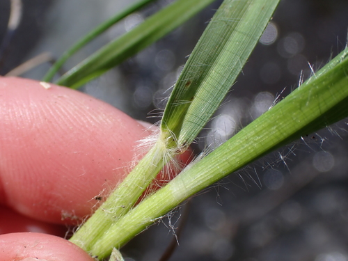 Image of Danthonia californica by (c) Abby Hyde, some rights reserved (CC BY)