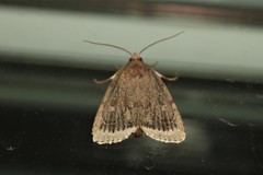 Amphipyra glabella