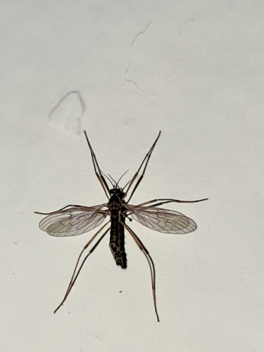 Neognophomyia immaculipennis
