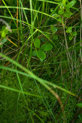 Carex billingsii