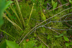 Carex billingsii