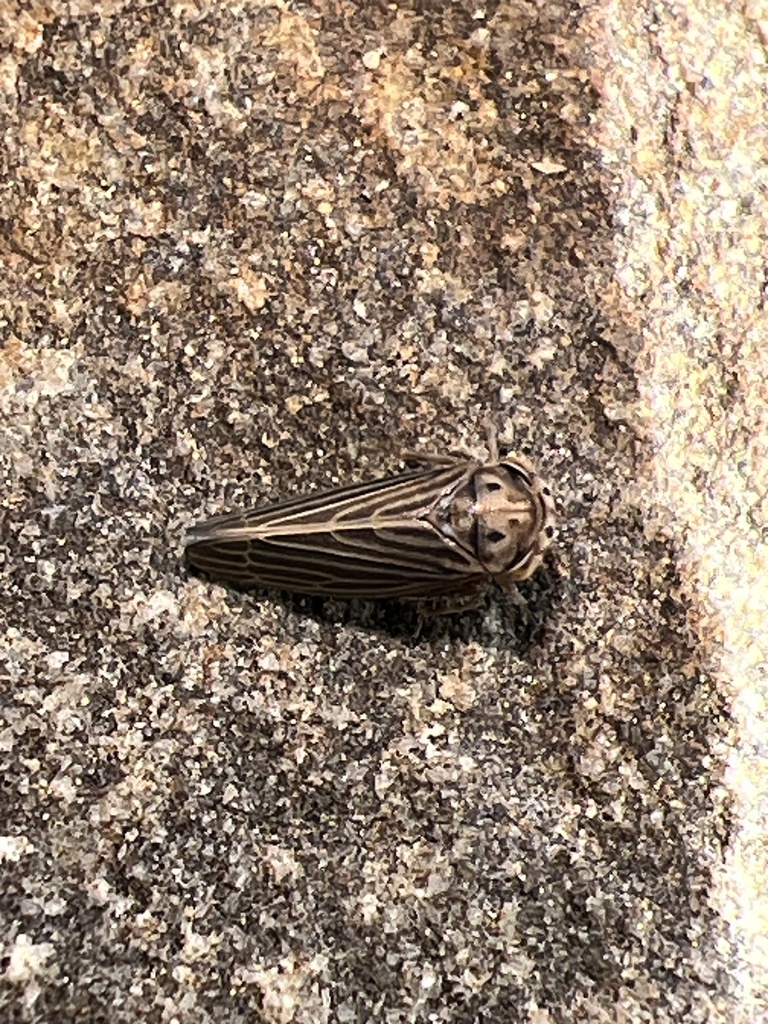 The constricted leafhopper