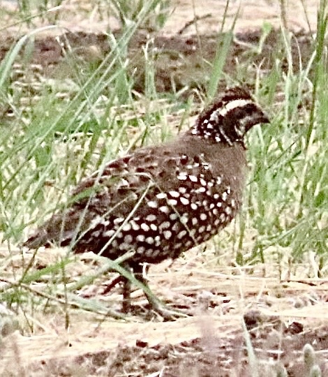 Spot-bellied Bobwhite (Colinus leucopogon), photo 3