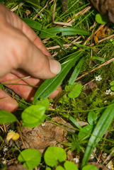 Platanthera clavellata