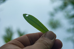 Platanthera clavellata