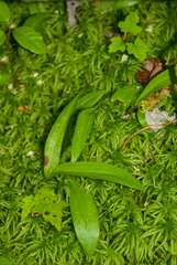 Platanthera clavellata