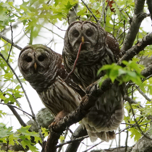 Barred Owl photographed in Virginia