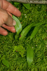 Platanthera clavellata