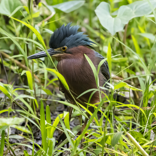 Green Heron photographed in Alabama