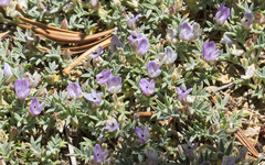 Astragalus kentrophyta tegetarius