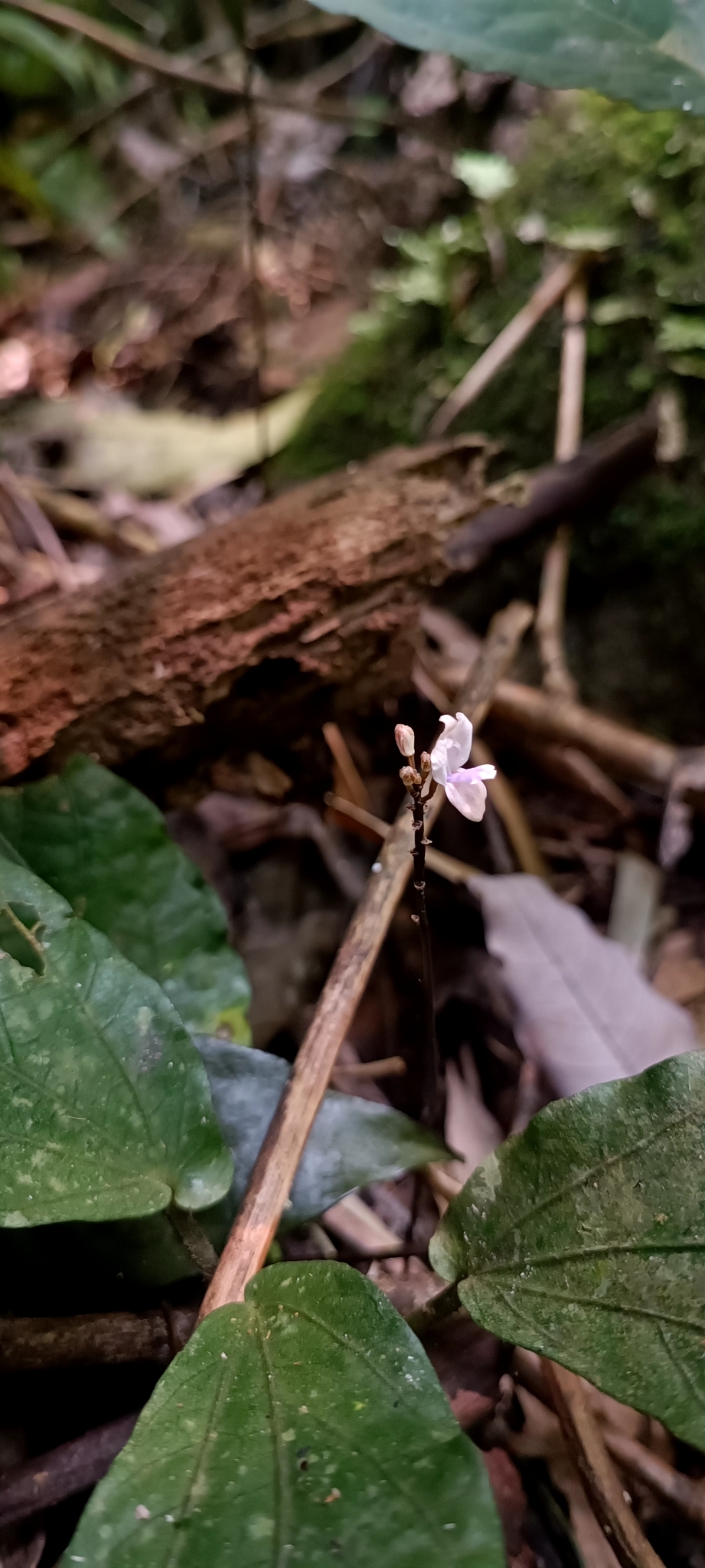 Didymoplexiella laosensis (Didymoplexiella laosensis)