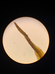 Andreaea nivalis