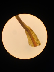 Andreaea nivalis