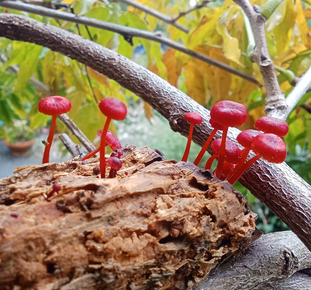 Cruentomycena viscidocruenta · April 2025 · photo: © carey_knox_southern_scales (iNaturalist, cc-by-nc)