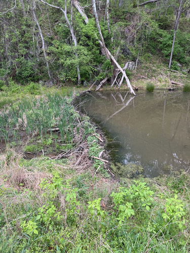 American Beaver photographed in Maryland