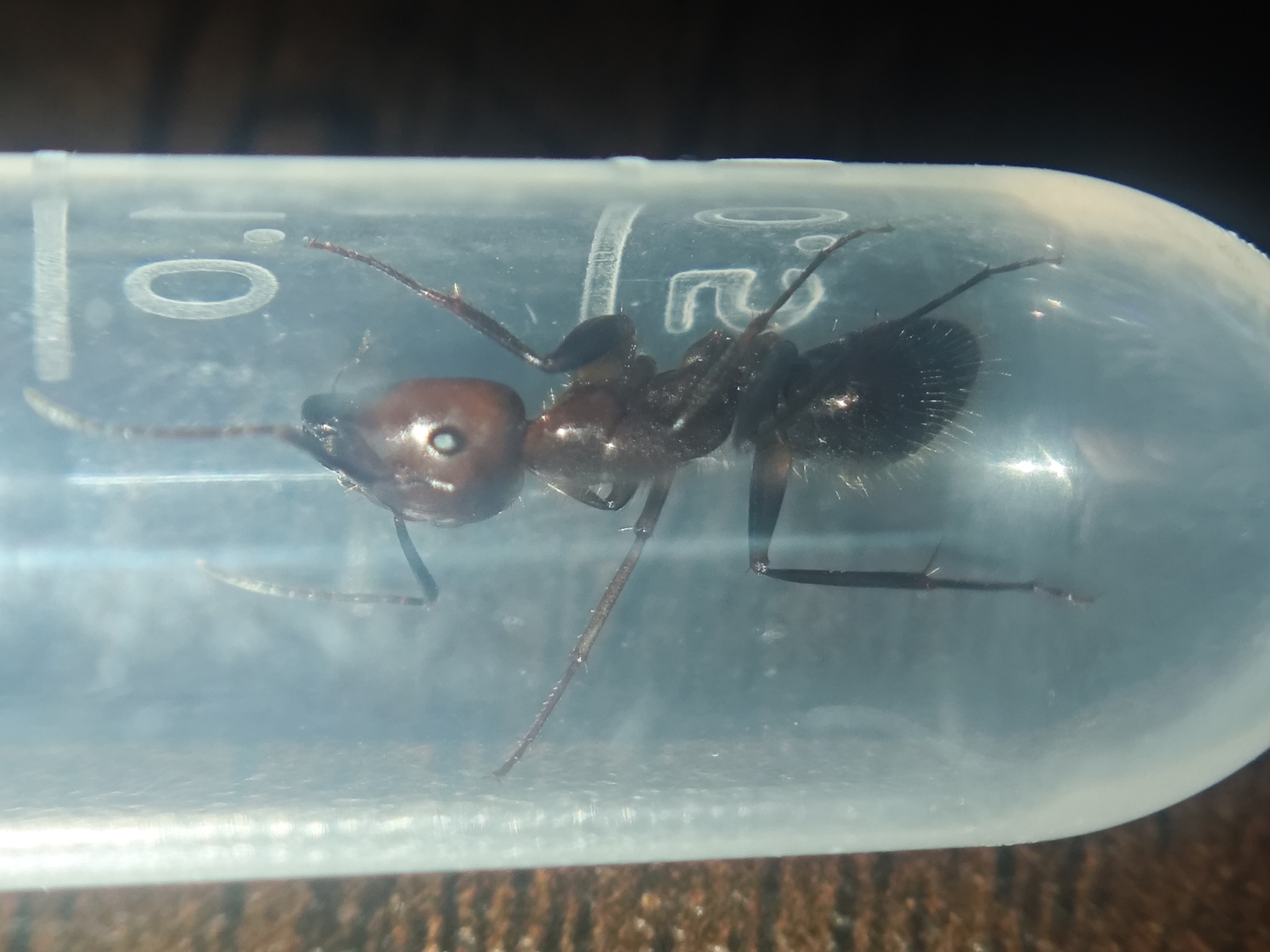 Camponotus fuscivillosus