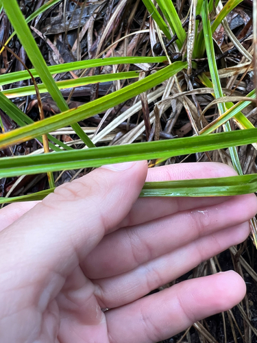 Carex wahuensis observed 2025-04-20