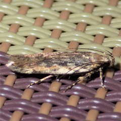 Filatima