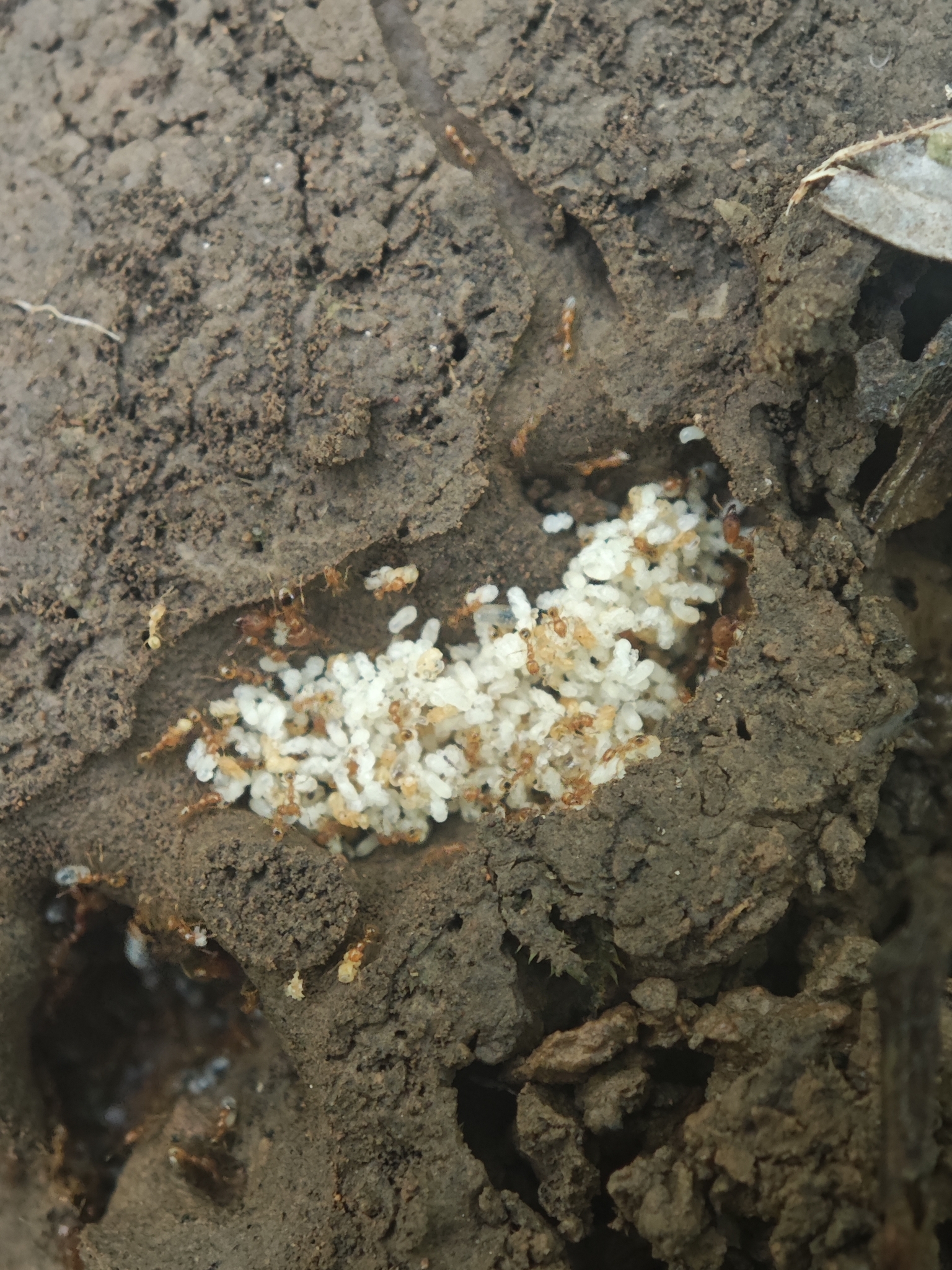 Pheidole flavigaster