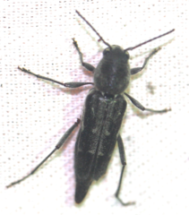 Xylotrechus sagittatus