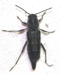 Xylotrechus sagittatus