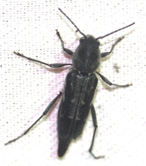 Xylotrechus sagittatus