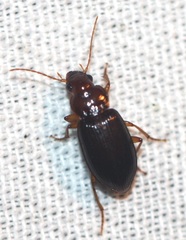 Trichotichnus vulpeculus