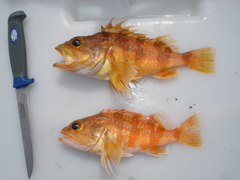 Helicolenus percoides