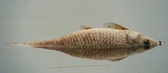 Cyprinus carpio