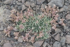 Phacelia hastata compacta
