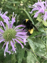 Bombus auricomus