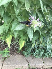 Bombus auricomus
