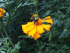Bombus steindachneri