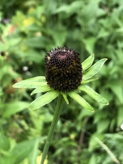 Rudbeckia occidentalis