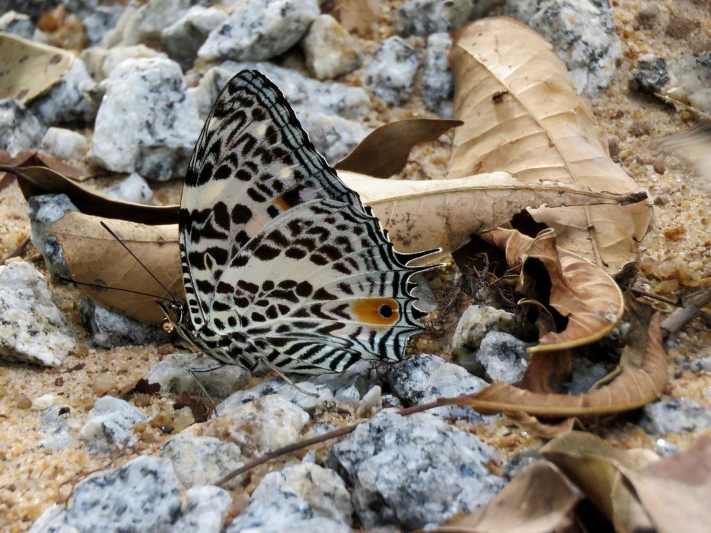 Baeotus