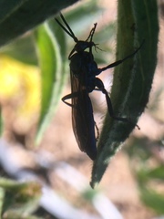 Patrocloides