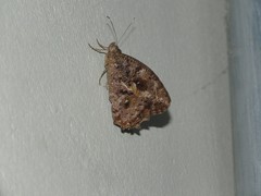 Amphidecta calliomma