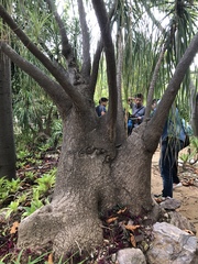 Beaucarnea recurvata