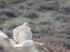 Tetraogallus tibetanus