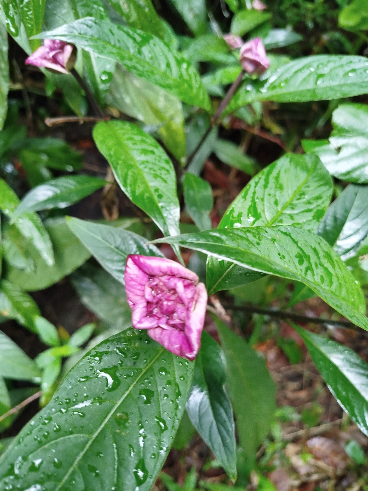 Palicourea colorata
