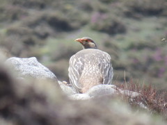 Tetraogallus tibetanus