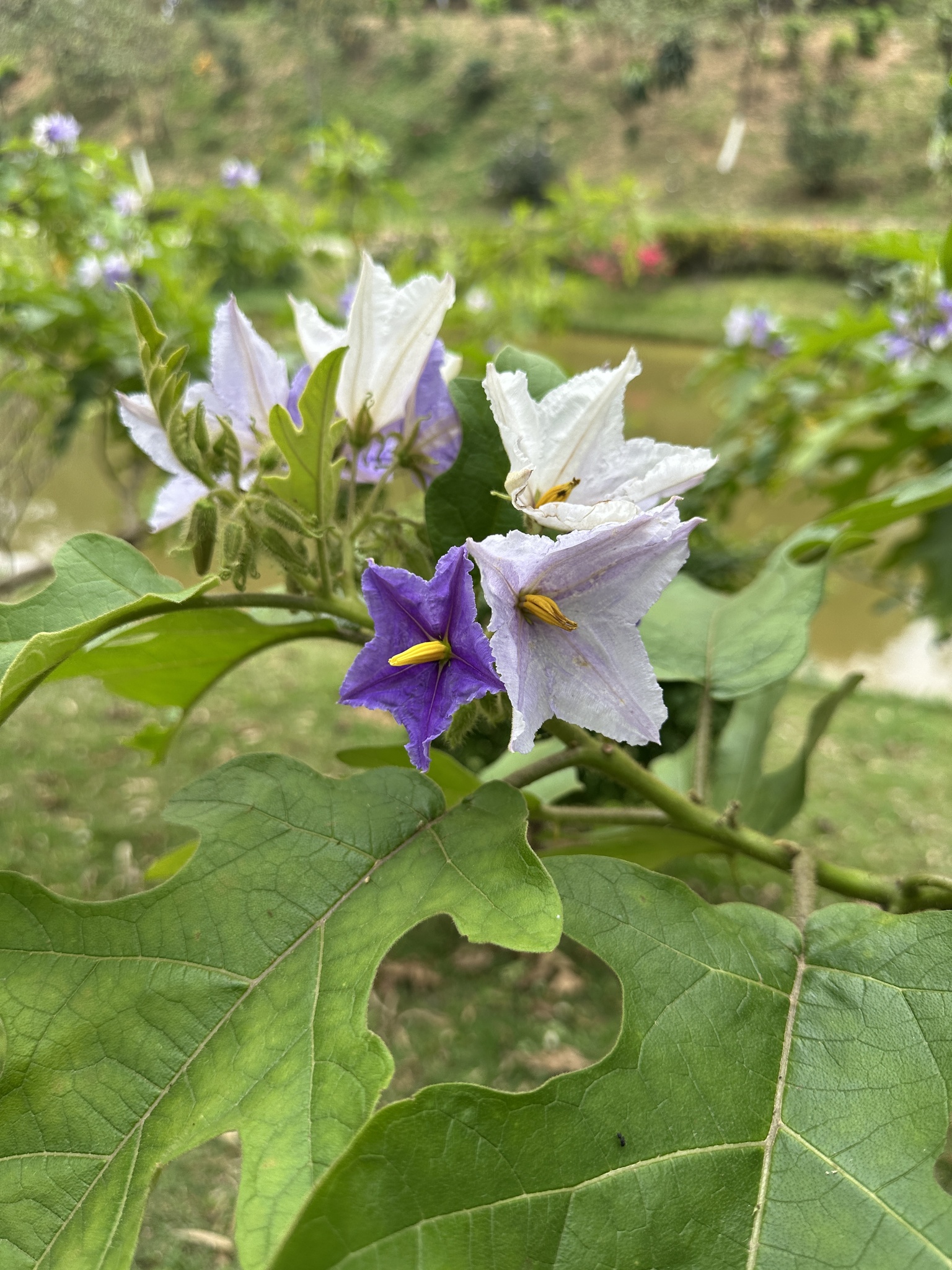 Imagem de Falsa-jurubeba
